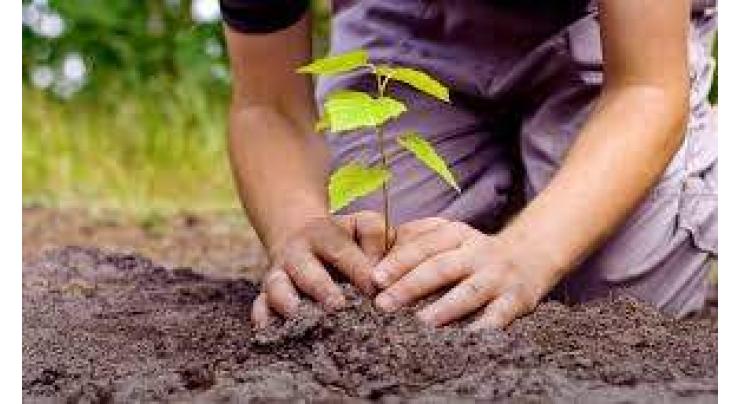 600,000 saplings planted in district: Deputy Commissioner Muzaffargarh
