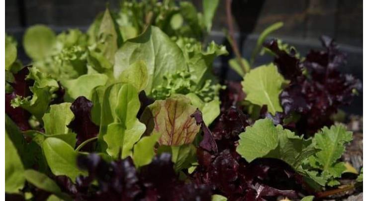 Green leafy vegi reduces diabetes risk: study
