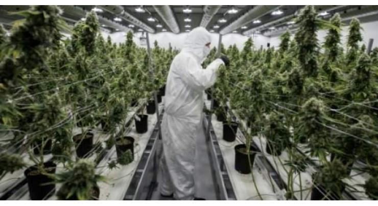 As Canada awaits, Uruguay's legal cannabis project provides benchmark
