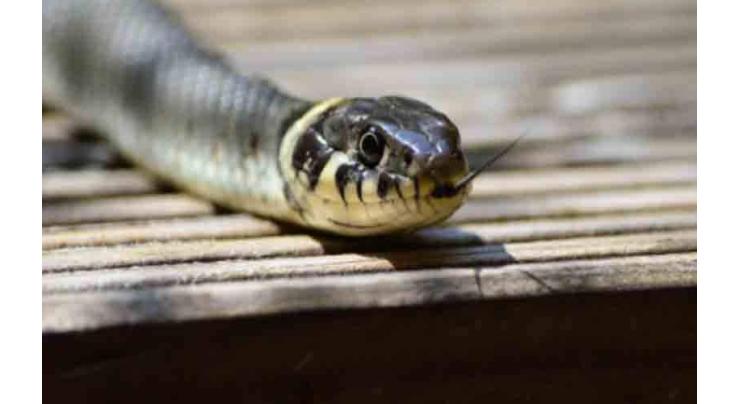 Cobra snake found in new Islamabad Airport