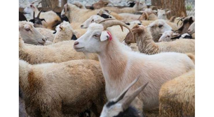 Mongolia to export live sheep, goats next year
