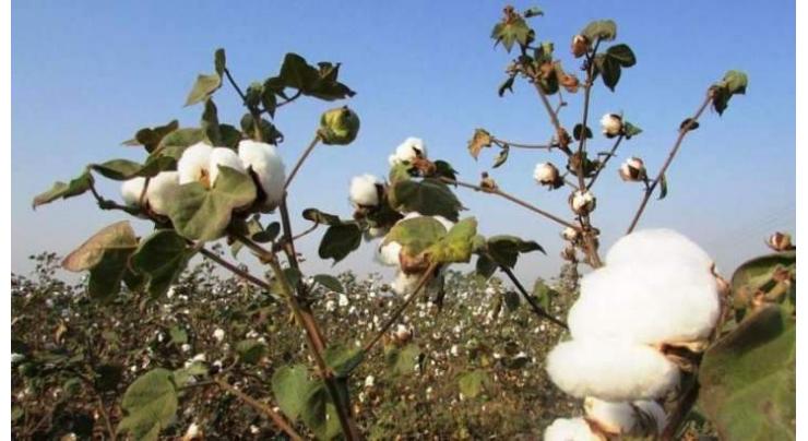Central Cotton Research Institute holds one-day farmers training programme
