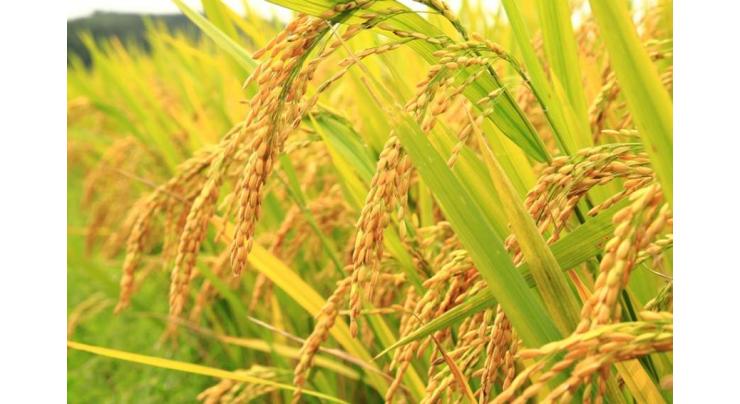 Rice production forecast to fall 2.4 pct in 2018: Data
