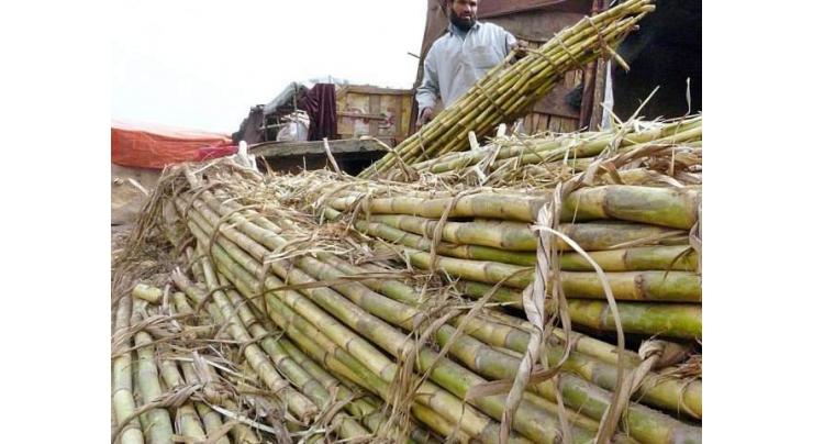 Sindh Agriculture Research Council demands government to fix adequate price of sugarcane
