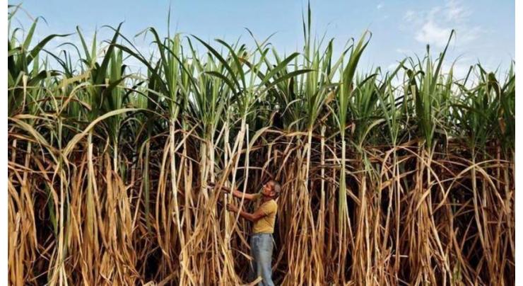 Growers welcome decision of starting sugarcane crushing from November 15

