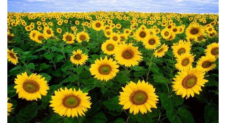 Sindh Chamber of Agriculture advocates subsidy for sowing sunflower to save foreign exchange
