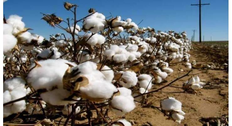 Spot rates of cotton Crop 2018-19
