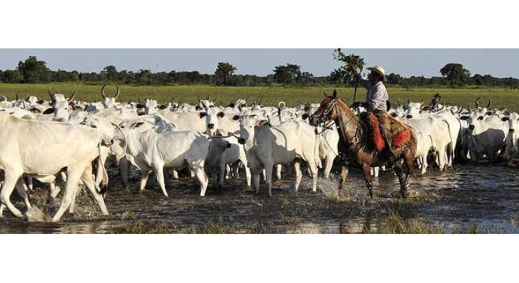 Brazilian Cattle Breeding Effort To Ensure Continued Beef Supply
