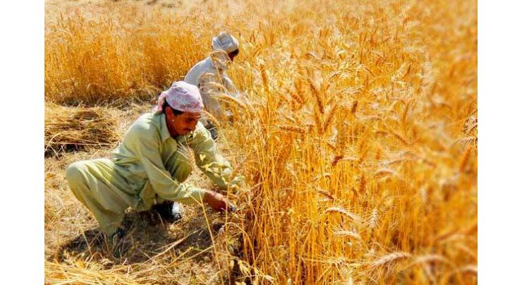 Punjab govt focusing on small farmers' uplift: Malik Nauman Ahmad Langrial 
