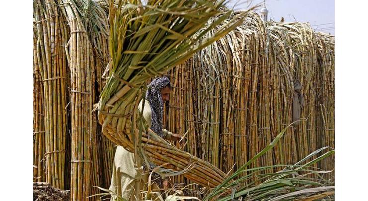 Meeting held to review purchase of sugarcane during crushing season in Bahawalpur
