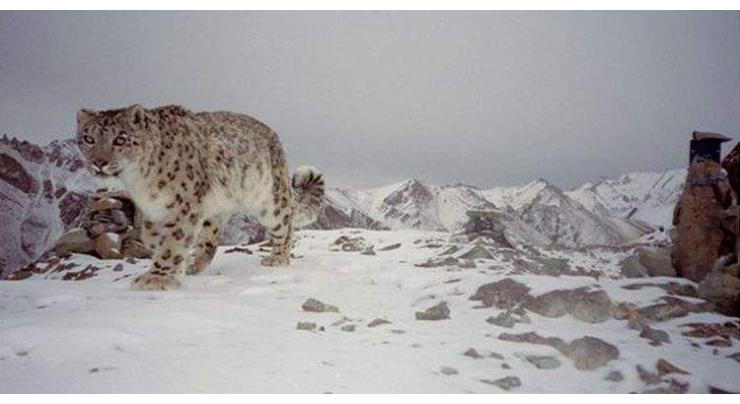 International Snow Leopard Day observed
