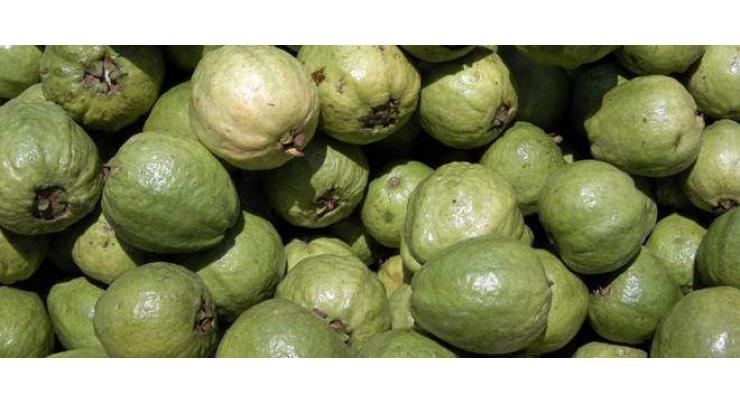 Punjab govt organising Guava Yield Competition
