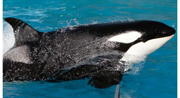 Preparations for Illegal Sale of 13 Killer Whales From Russia to China Underway-Greenpeace