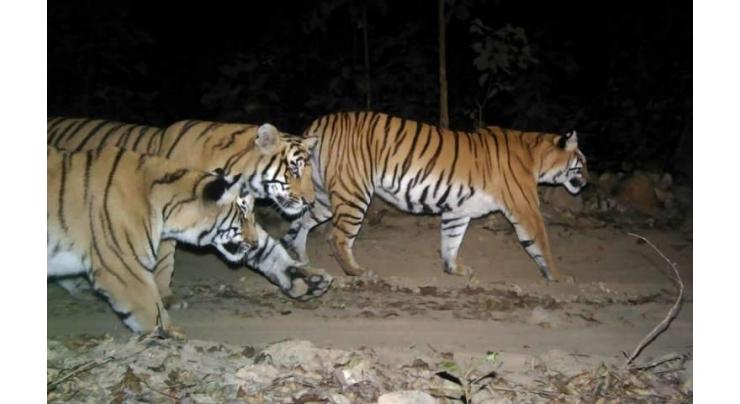 Crouching tigers, hidden cameras: Nepal counts its big cats
