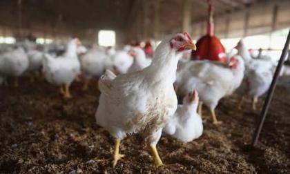 أسعار البیض و لحم الدجاج في باکستان