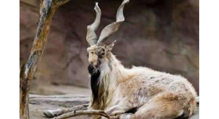 KP Wildlife Deptt. Issues four Markhor hunting permits on US$ 342,000
