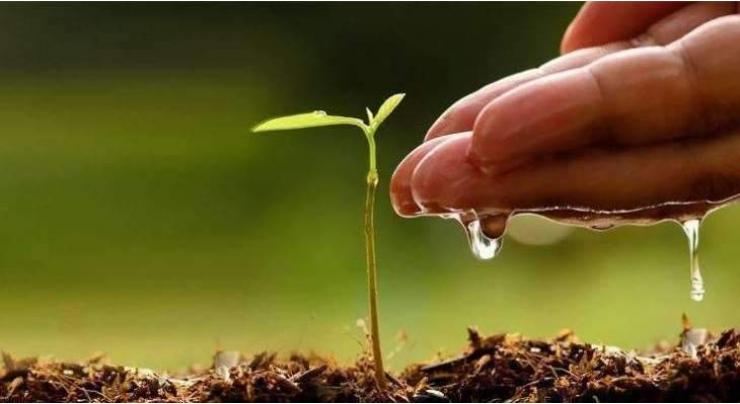 Massive campaign, imperative to ensure maximum survival of planted saplings
