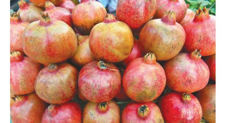 Markets  flooded with seasonal fruit 'pomegranate' to attract buyers in twin cities
