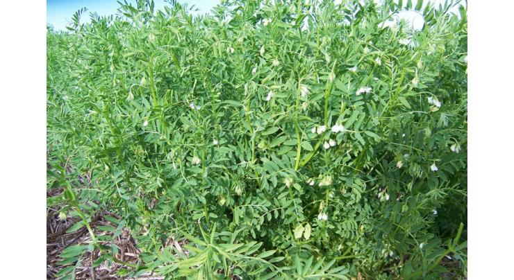 Red lentil cultivation must be completed till Nov 15
