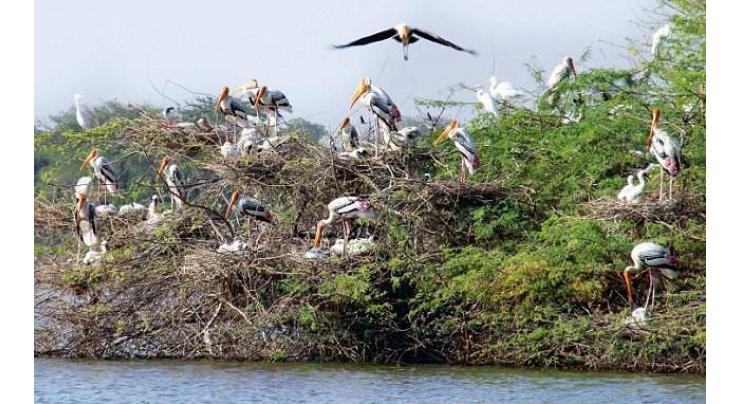 Enlarged forests cover in KP attracts migratory birds in flocks

