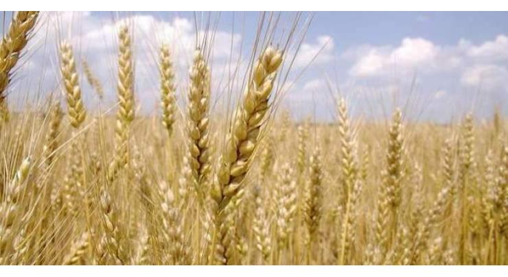 Farmers advised to cultivate wheat by Nov 20
