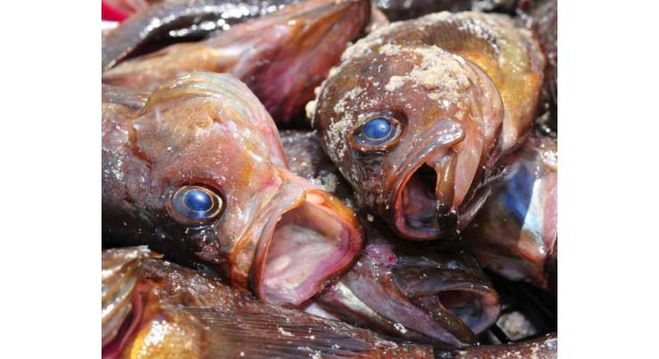 Punjab Food Authority seals 12 outlets, discarded 3,750 kg stale fish in Rawalpindi
