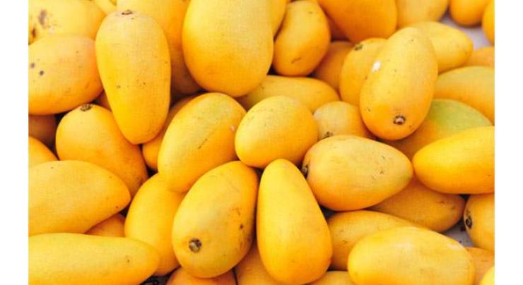 Import of Pakistani mango to China to be doubled by next year
