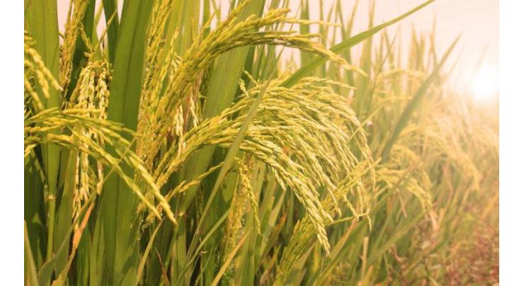 Rice output drops to lowest level in nearly 40 years
