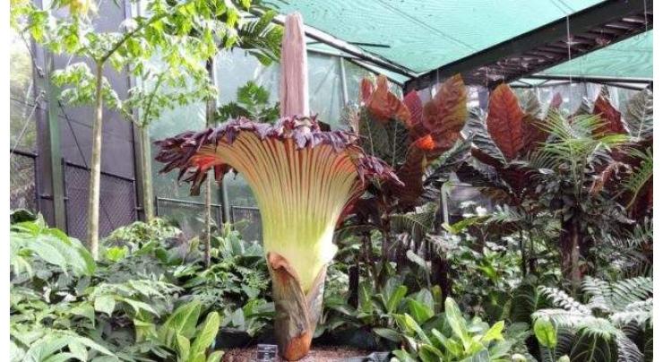 Surprise giant 'corpse flower' blooms at Indonesia farm
