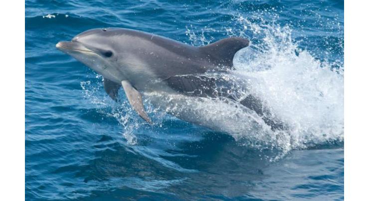 Aussie dolphin genes study shows importance of migration
