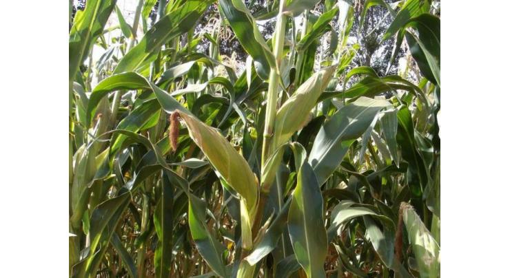 Agriculture scientists urged to develop weather resilient maize seed
