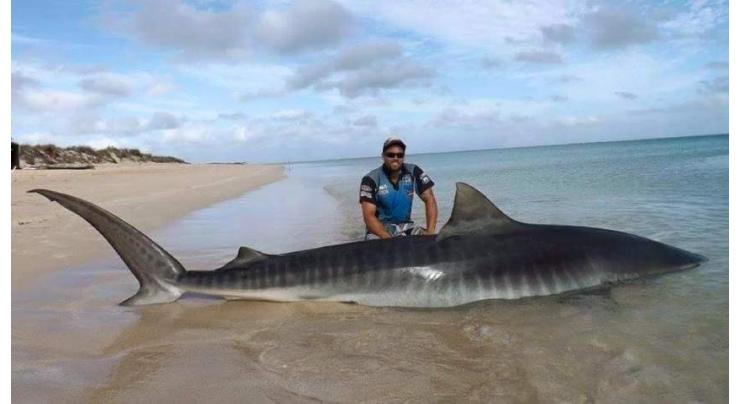 Fisherman survives giant shark attack off beach in Australia's Queensland
