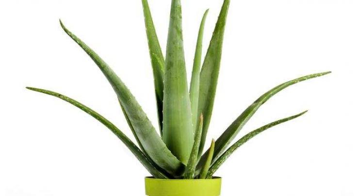 Natural Aloe Vera more safe, effective then artificial toxic creams: Health experts
