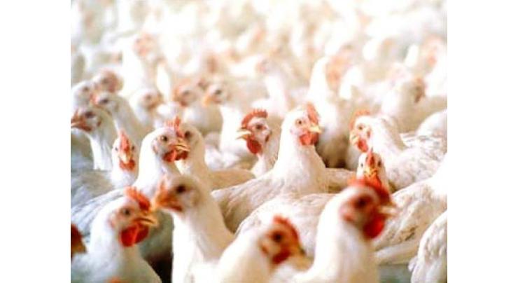 Winter season, smuggling blamed for hike in poultry prices 
