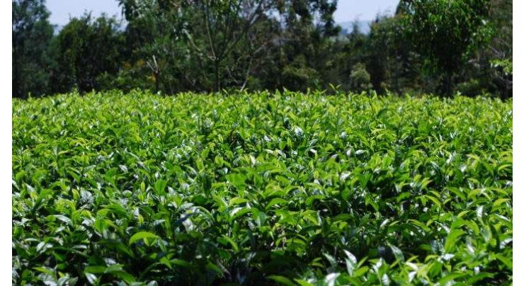 China's tea production to reach 2.8 mln tonnes in 2018
