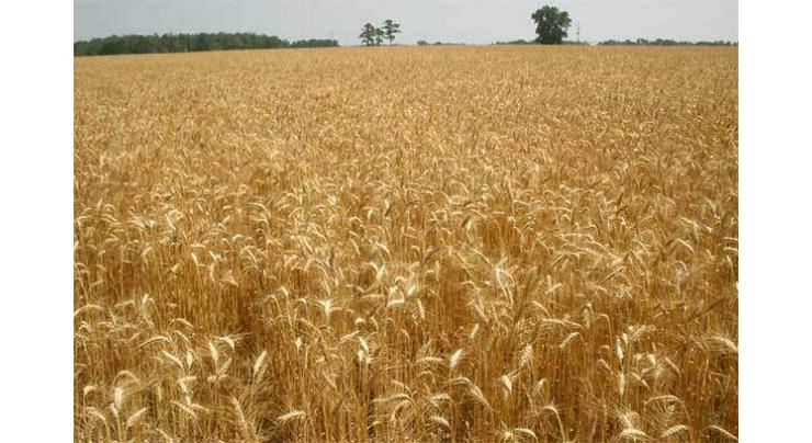 Rain to leave positive impact on wheat, other crops

