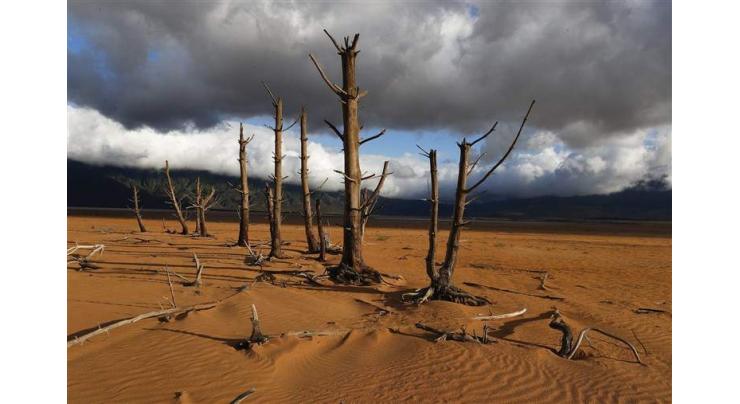 Drought-hit Cape Town should cut down 'alien' trees: study
