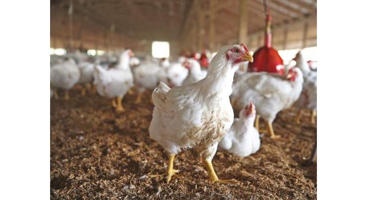 Pakistan poultry sector thriving with annual production of 1.02b broilers

