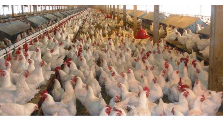 KP Minister directs activation of Poultry Board
