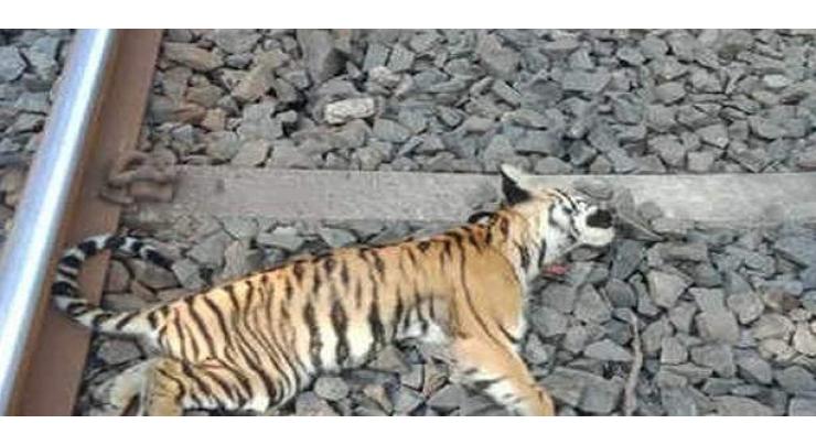 Three tiger cubs killed by Indian train
