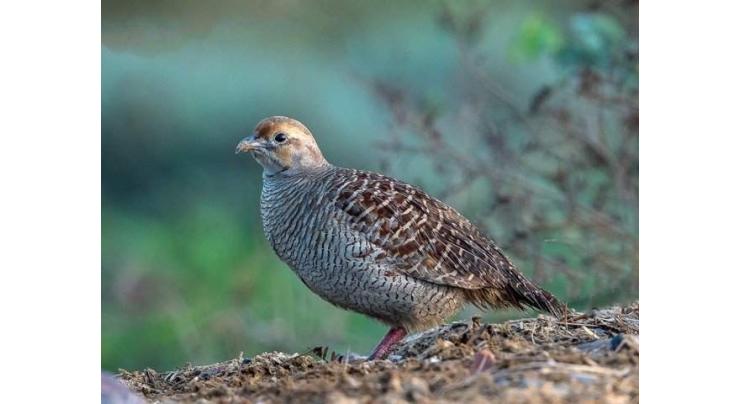 Wildlife notifies procedure for partridges hunting in KP
