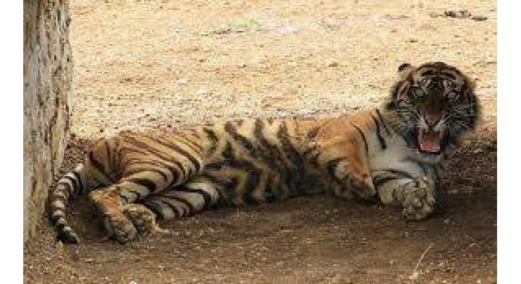 Rare Sumatran tiger rescued from beneath shop in Indonesia
