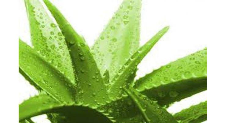 Natural Aloe Vera more safe, effective then artificial toxic creams: Health experts
