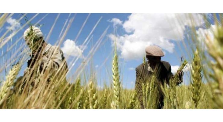 Growers advised to complete wheat cultivation in November in Faisalabad 
