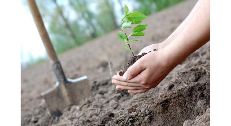 Forest department to plant 86.1 mln saplings in division Sargodha
