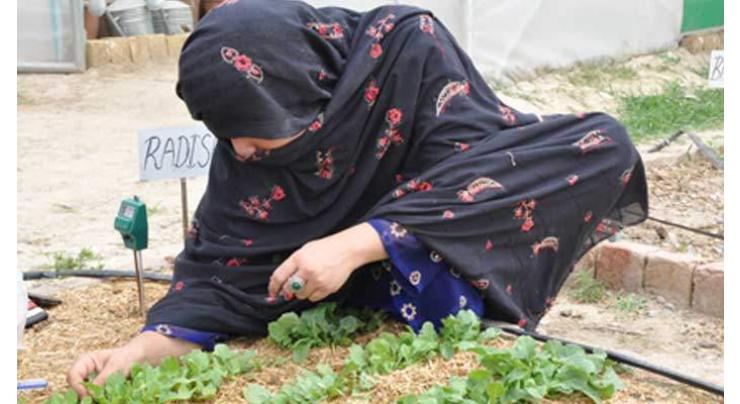 FAO, DFAT launched new strategies for improving agriculture in Balochistan

