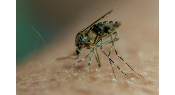 Global fight against malaria has stalled, WHO warns
