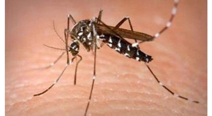 No risk of dengue epidemic in Lahore: DG Health
