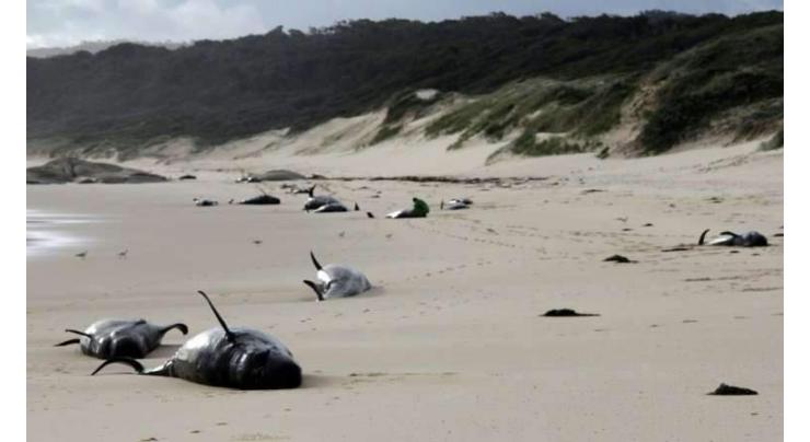 Mass Australian stranding leaves 28 whales dead
