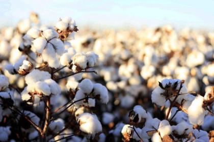 Sino Pak international conference on cotton
